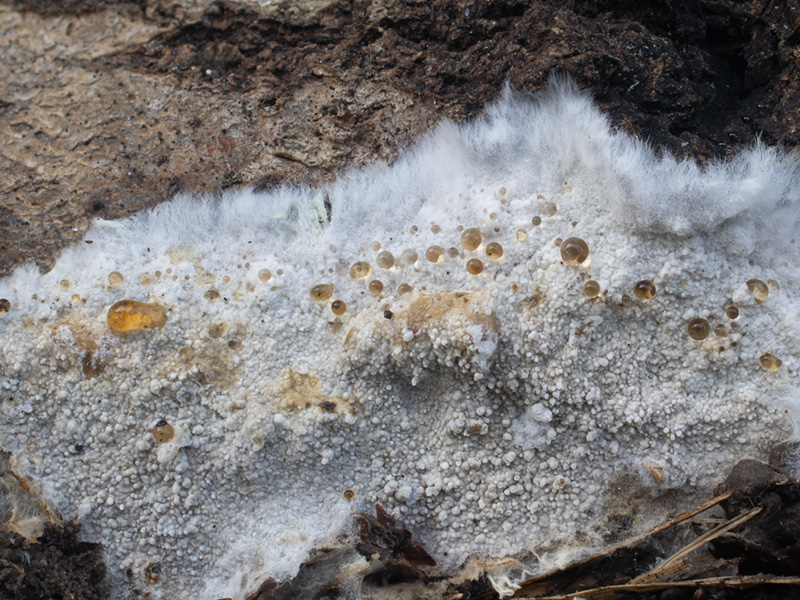 Trechinothus smardae